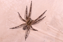 La Zoropse  pattes pineuses. Une femelle (Araneae - Zoropsidae - Zoropsis spinimana)